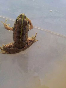 老驥伏櫪，志在千里——藍(lán)色力獅旅行版塔城游記